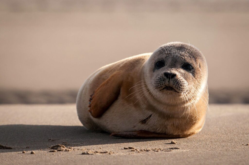 gewone zeehond op het strand