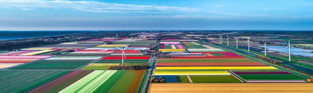 Der ‚Kop‘ von Noord-Holland ist das größte Tulpengebiet der Niederlande