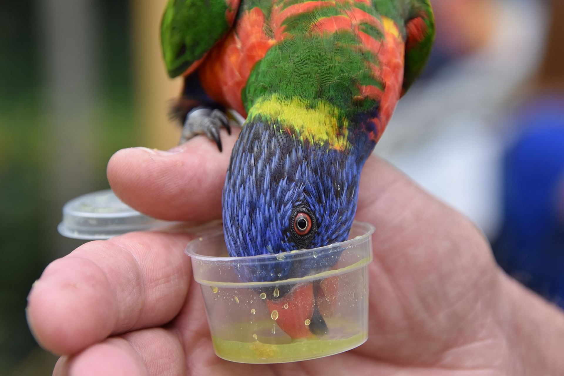 dierenpark hoenderdaell