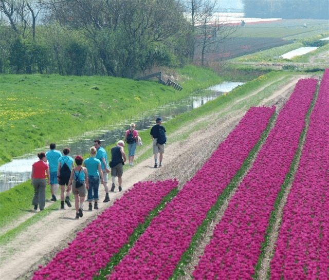 walking along the tulip fields