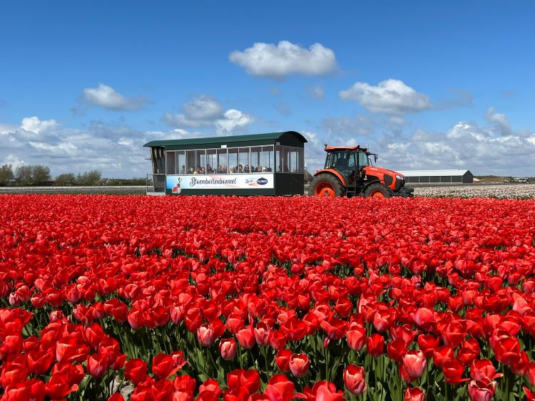 bloembollemboemel