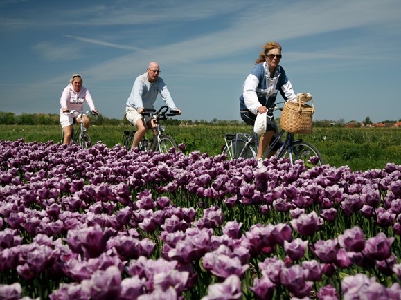 fietsen tussen de bloemen kop van noord-holland