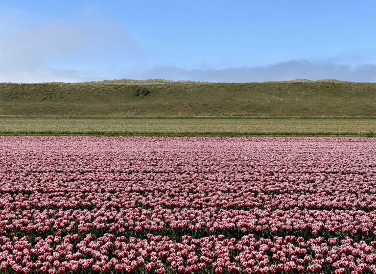 duinen julianadorp