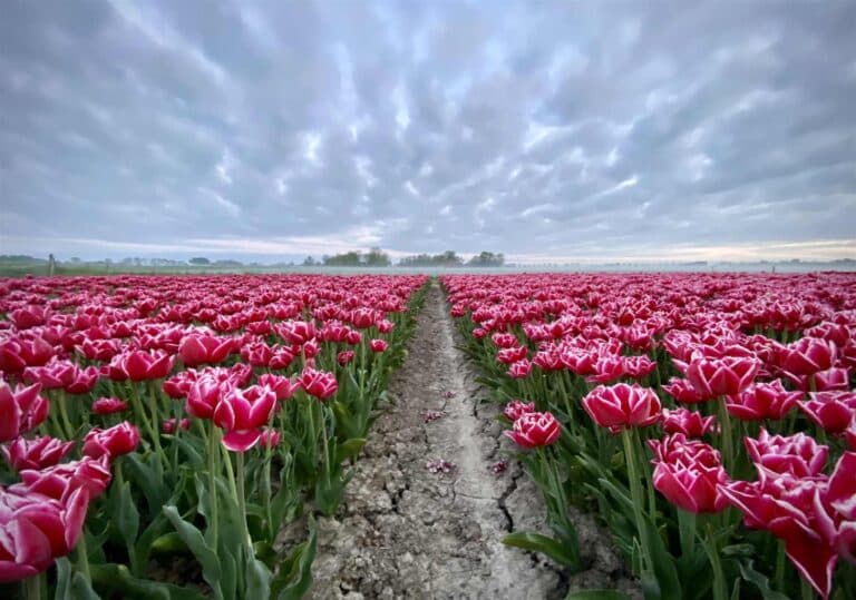 Tulpenveld in Nieuwe Niedorp