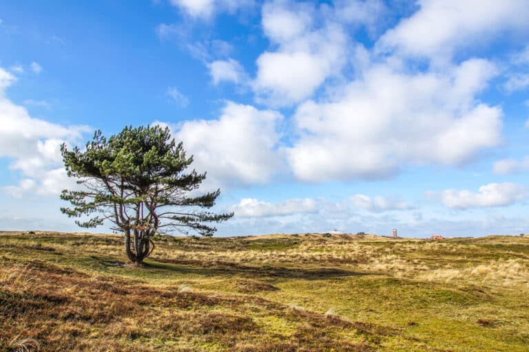 grafelijkheidsduinen den helder