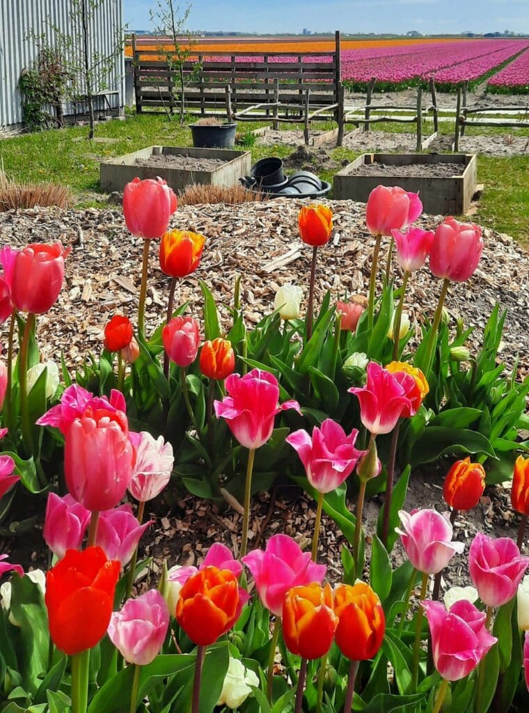Bed en Breakfast Tulpen & Zo