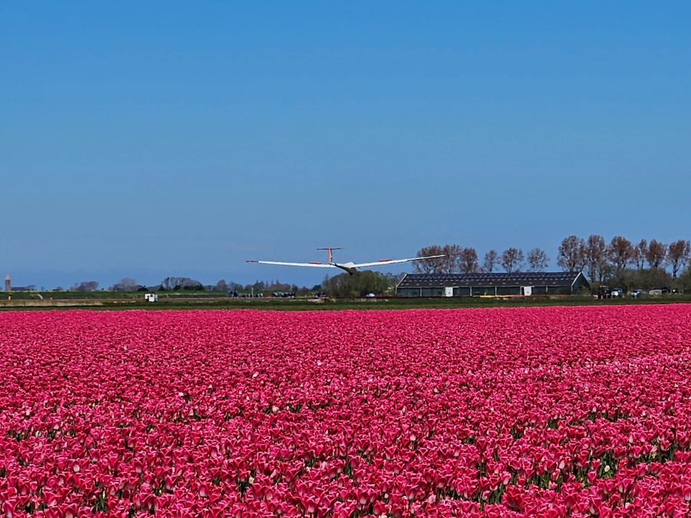 zweefvliegen boven de tulpenvelden