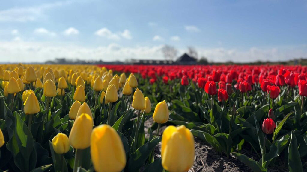 tulpenveld