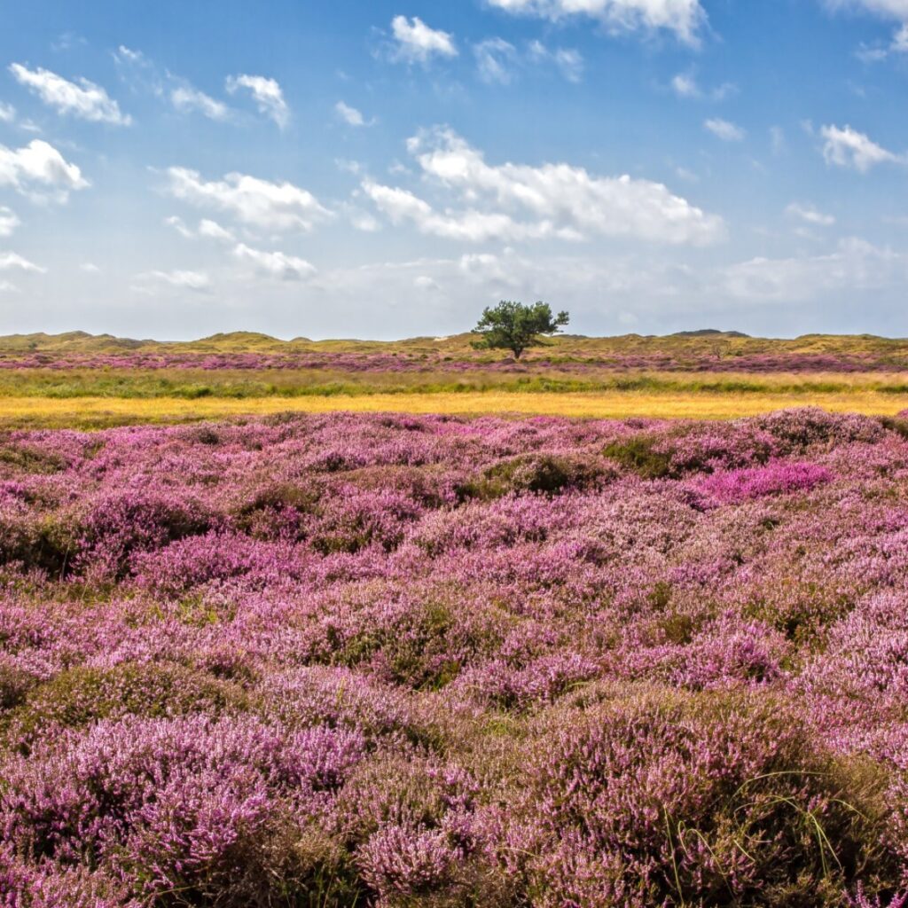 Dagje weg Texel