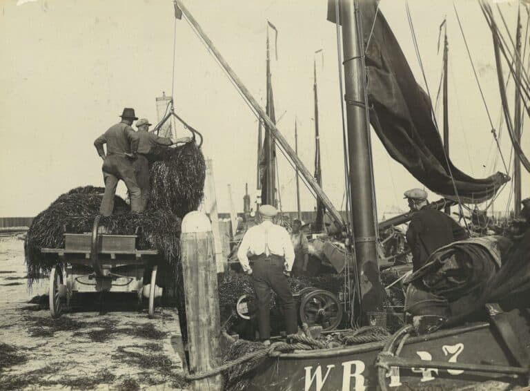 Aanvoer en lossen van gemaaid zeegras in Den Oever, juli 1925. Bron: Regionaal Archief Alkmaar